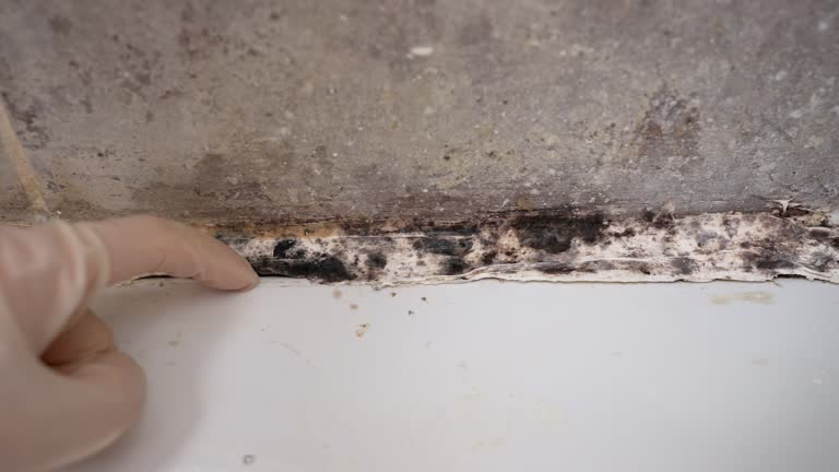 Best Air Quality Testing for Mold Spores  in USA